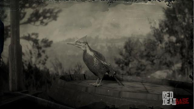 Pileated Woodpecker | RDR2 Animals | Map Location & Where Find