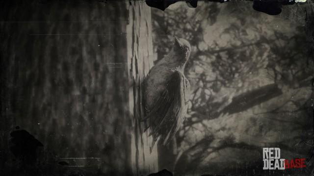 RDR2 Animal RedBelliedWoodpecker