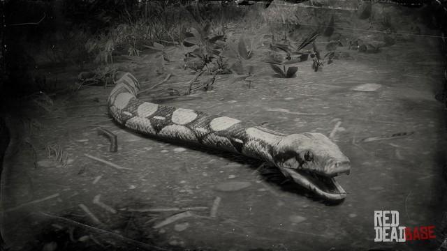 red boa snake red boa snake