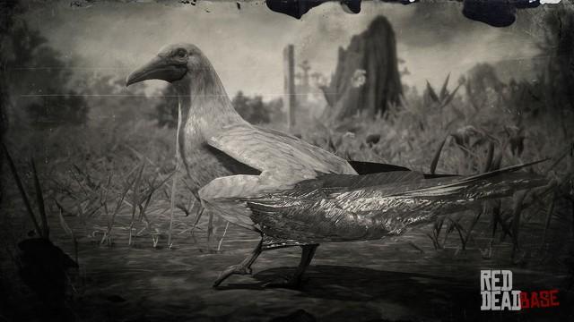 RDR2 Animal RedFootedBooby