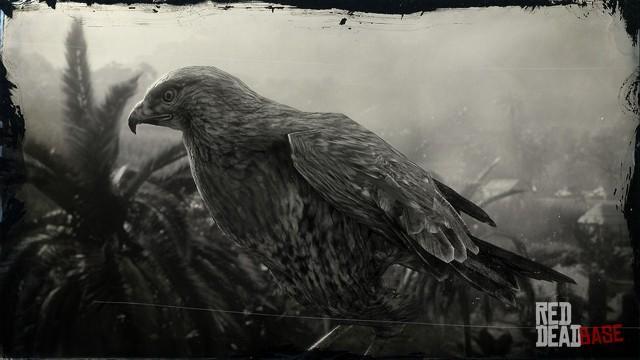 RDR2 Animal RedTailedHawk