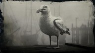 RDR2 Animal RingBilledGull