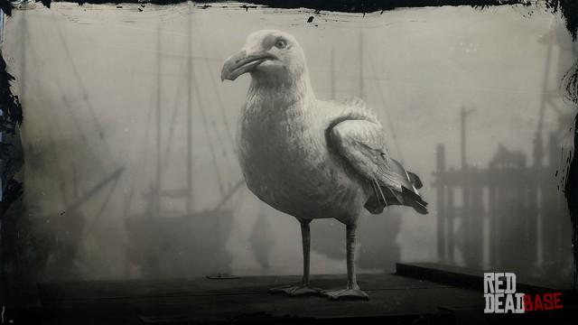 RDR2 Animal RingBilledGull