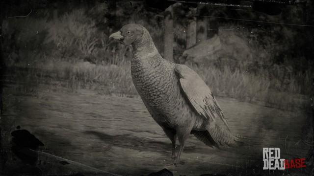 RDR2 Animal RingNeckedPheasant