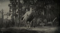 RDR2 Animal RioGrandeWildTurkey