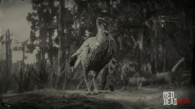RDR2 Animal RioGrandeWildTurkey
