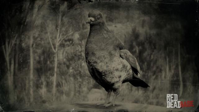 RDR2 Animal RockPigeon