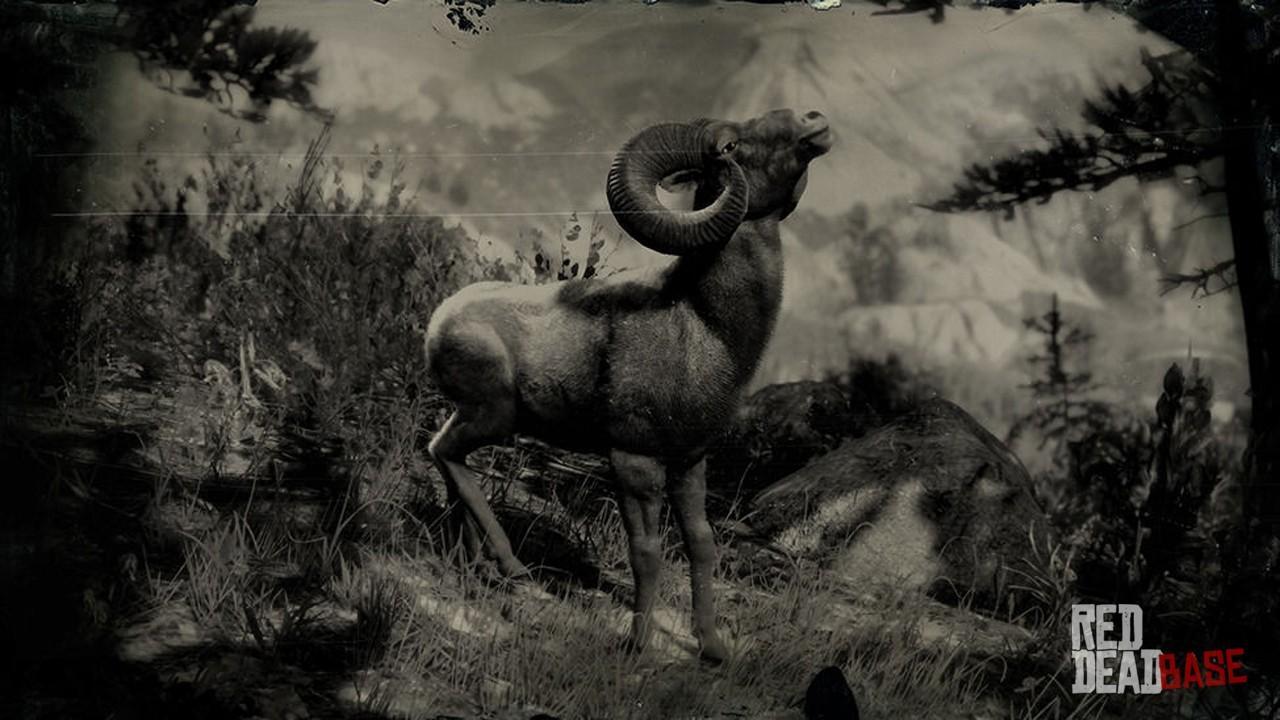 frekvens Situation Udflugt Rocky Mountain Bighorn Ram | RDR2 Animals | Map Location & Where To Find