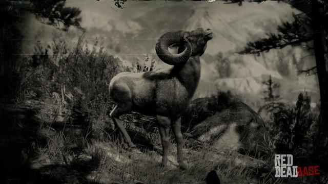 RDR2 Animal RockyMountainBighornRam
