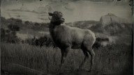 RDR2 Animal RockyMountainBighornSheep