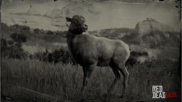 RDR2 Animal RockyMountainBighornSheep