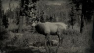 RDR2 Animal RockyMountainBullElk