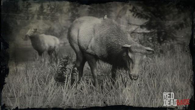 RDR2 Animal RockyMountainCowElk