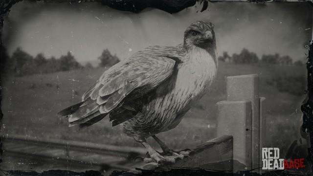 RDR2 Animal RoughLeggedHawk