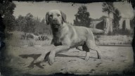 RDR2 Animal Rufus