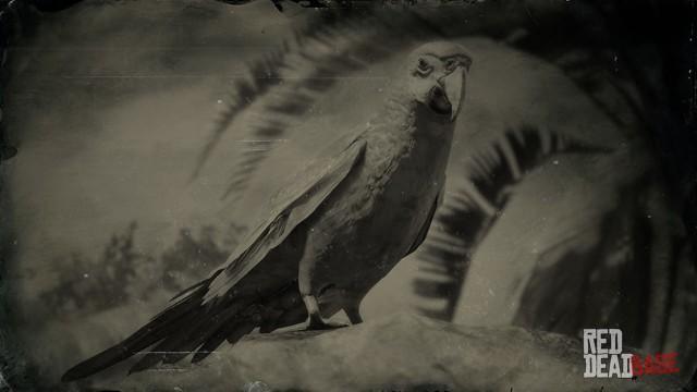 RDR2 Animal ScarletMacaw