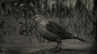 RDR2 Animal ScarletTanagerSongbird