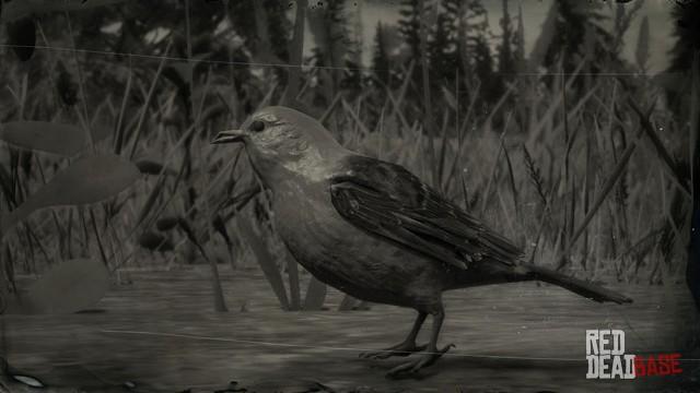 RDR2 Animal ScarletTanagerSongbird