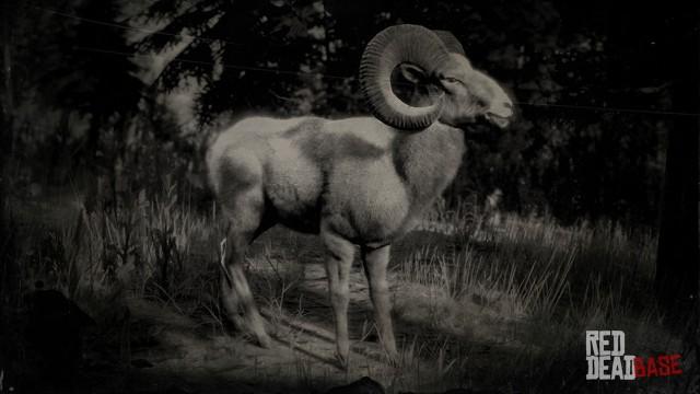 RDR2 Animal SierraNevadaBighornRam