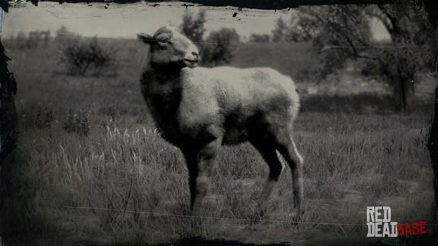 RDR2 Animal SierraNevadaBighornSheep