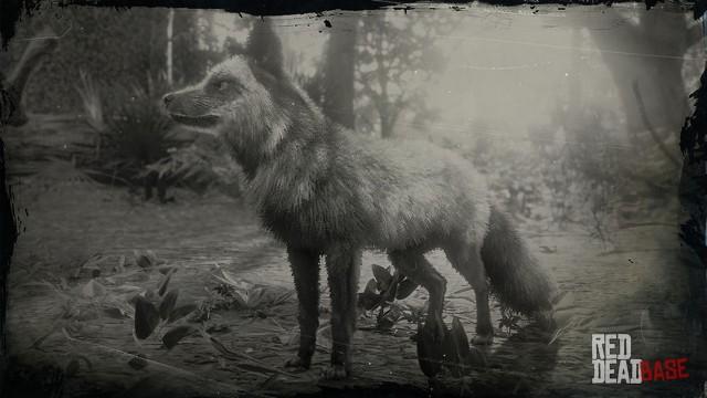 RDR2 Animal SilverFox