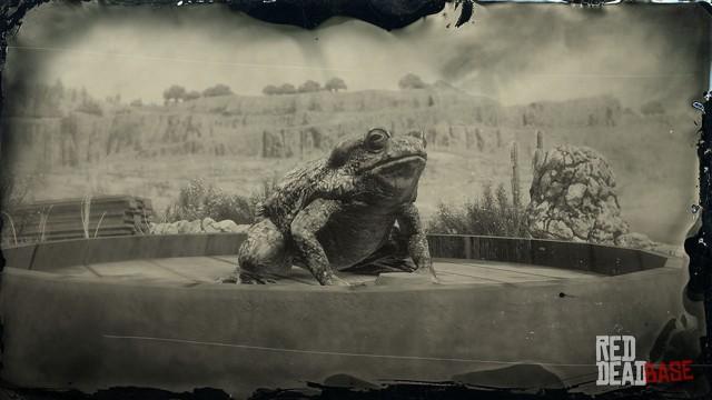 RDR2 Animal SonoranDesertToad