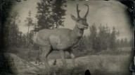 RDR2 Animal SonoranPronghornBuck