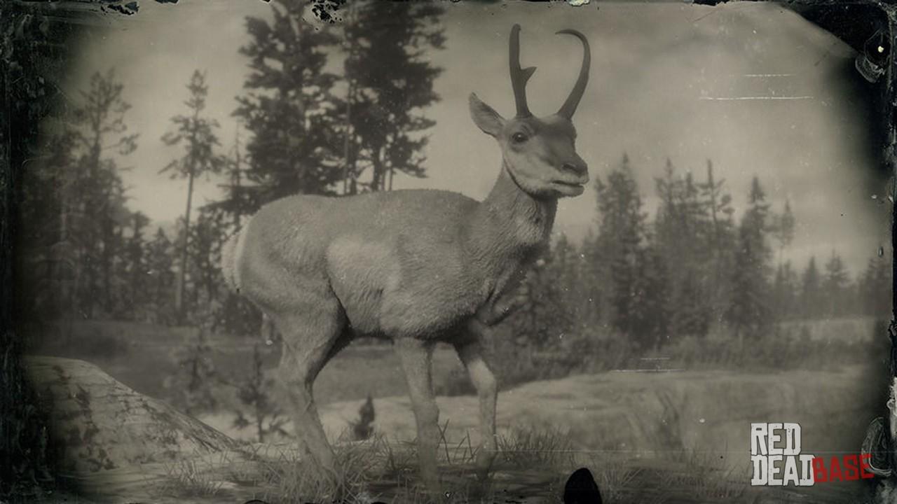 Tilmeld slank Dom Sonoran Pronghorn Buck | RDR2 Animals | Map Location & Where To Find