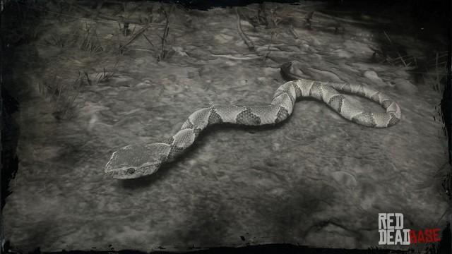 RDR2 Animal SouthernCopperheadSnake