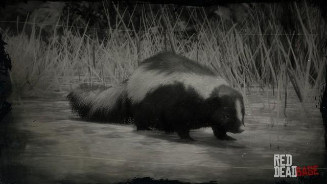RDR2 Animal StripedSkunk