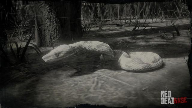 RDR2 Animal SunglowBoaSnake