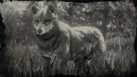 RDR2 Animal TimberWolf