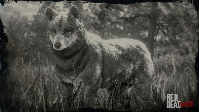 RDR2 Animal TimberWolf