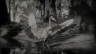 RDR2 Animal TricoloredHeron