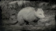 RDR2 Animal VirginiaOpossum