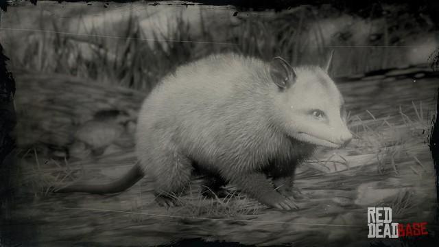 RDR2 Animal VirginiaOpossum