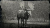 RDR2 Animal WesternBullMoose