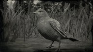 RDR2 Animal WesternTanagerSongbird