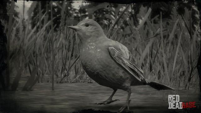 RDR2 Animal WesternTanagerSongbird