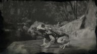 RDR2 Animal WesternToad