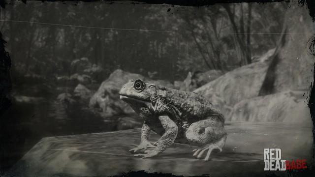 RDR2 Animal WesternToad