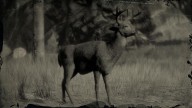 RDR2 Animal WhitetailBuck