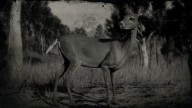 RDR2 Animal WhitetailDeer