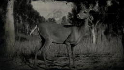 RDR2 Animal WhitetailDeer