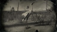 RDR2 Animal WhoopingCrane