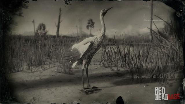 RDR2 Animal WhoopingCrane
