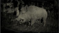RDR2 Animal WildBoar
