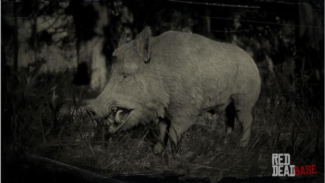 RDR2 Animal WildBoar