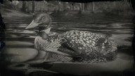 RDR2 Animal YellowBilledLoon