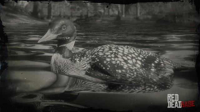 RDR2 Animal YellowBilledLoon